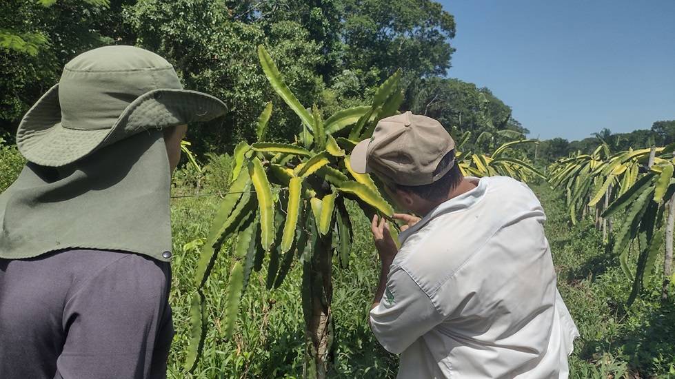 Technical team visiting our organic pitaya farm to train employees in sustainable farming practices