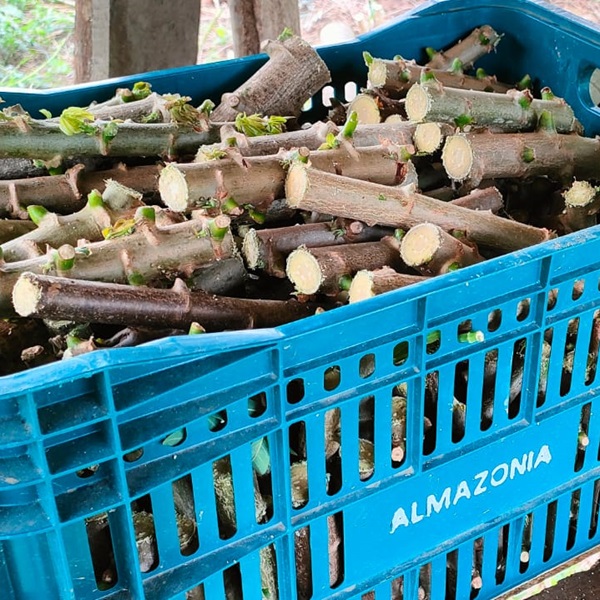 Cesto cheio de estacas de mandioca prontas para o cultivo orgânico.
