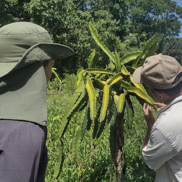 Equipe técnica visita nossa plantação orgânica de pitaya para treinar os colaboradores em práticas agrícolas sustentáveis.