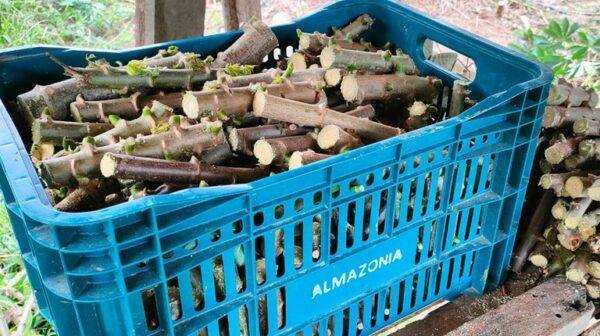 Basket filled with cassava planting stems ready for organic cultivation