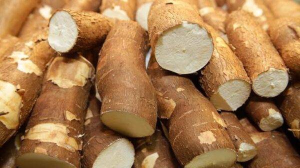 Clean cassava roots prepared for gluten-free applications, widely valued in healthy eating for their natural starch content and easy digestibility.