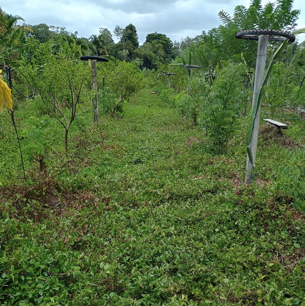 Plantação orgânica de acerola com cobertura vegetal de desmódio para melhoria da saúde do solo.