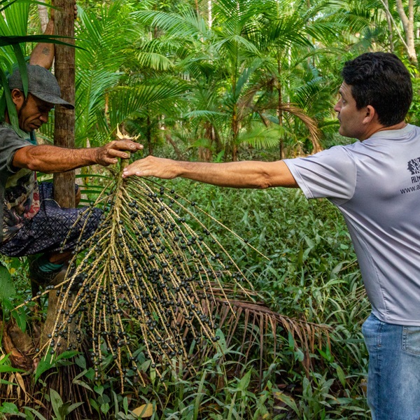 Produtor de açaí no Pará preparando a colheita fresca para o mercado.