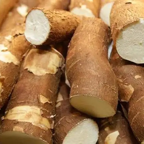 Raízes de mandioca, preparadas para aplicações sem glúten, amplamente valorizadas na alimentação saudável por seu conteúdo natural de amido e fácil digestibilidade.