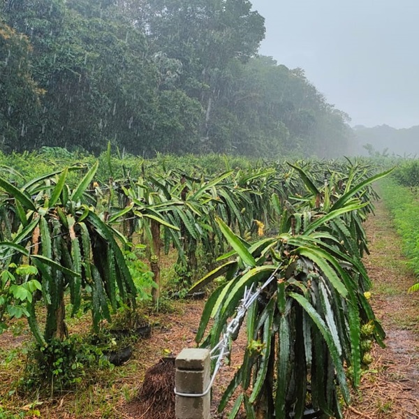 Vista da nossa plantação orgânica de pitaya no interior do Pará, com mais de 2.500 pés cultivados.