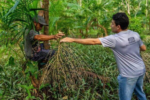 Açaí farmer in Pará preparing fresh harvest for market