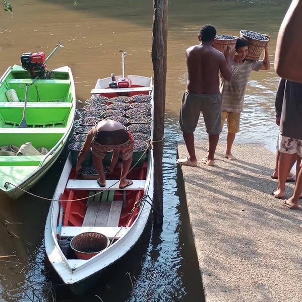 Supporting local communities in the Amazon by sourcing the finest acai for global markets.