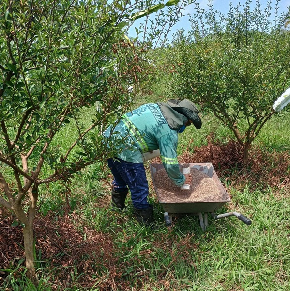 Targenta's investment in a sustainable organic pitaya plantation in Brazil.