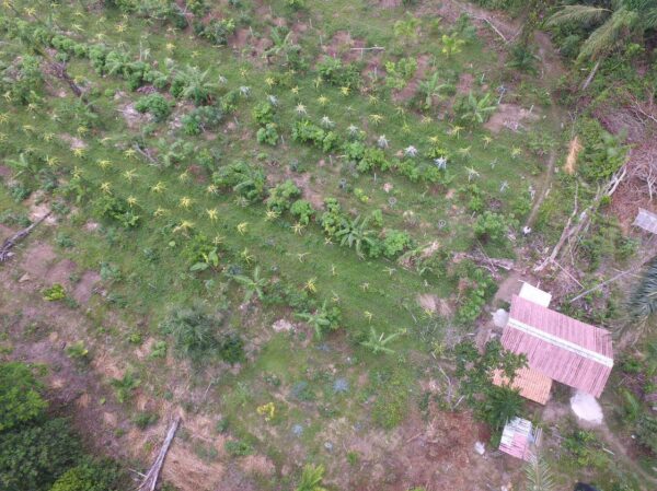 plantation